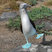 Blue-footed Booby